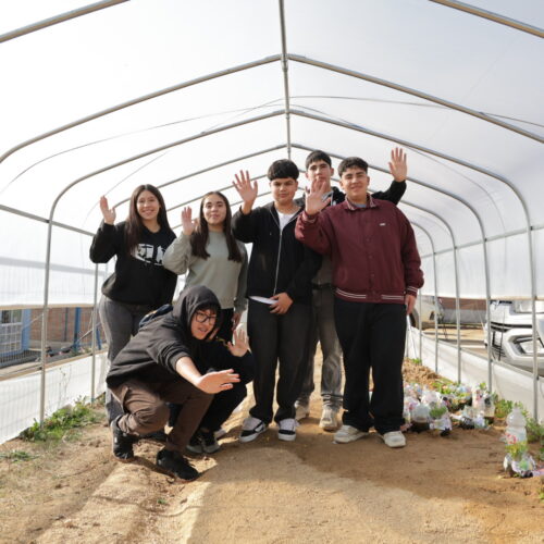De Litueche a Londres: investigación escolar sobre jalea real lleva a estudiantes de O’Higgins a una final mundial de ciencias