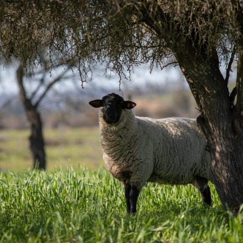 Lana de oveja: Recurso valioso para la agricultura sostenible