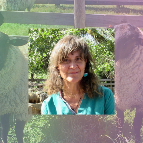 La ciencia de Marcela Gómez Ceruti: “Proteger las ovejas es proteger los ecosistemas del secano”